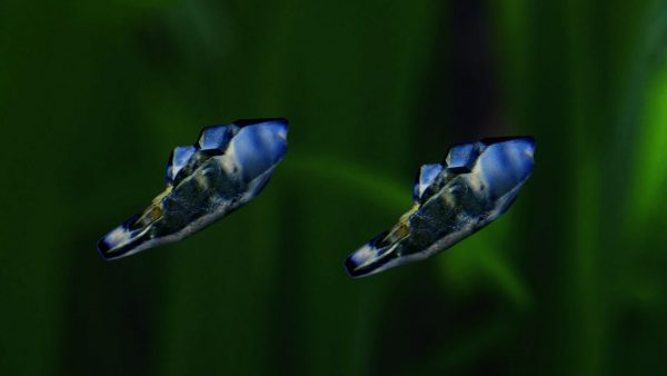 Ceylon Sapphire fish crystal danu group C