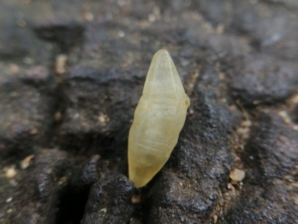 11_ceylon Natural Sapphire Crystal - Danu Group Gemstones