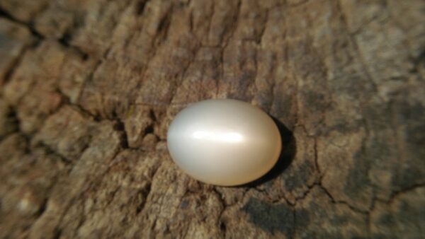 🇱🇰 Ceylon Natural Moonstone Cats Eye Creamy Colour, 25.35cts, 22.5mm x 17.1mm x 9.1mm dimension stone unearthed from City of gem Ratnapura mineral Sri Lanka https://youtu.be/enDhTpVRggE