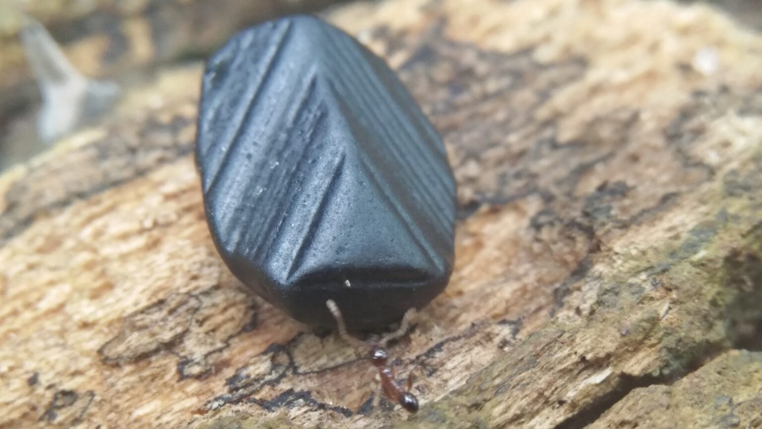 Beauty Of nature Creation, Ceylon Natural Black Spinel With special earth creation " Trigon Δ " Mark https://youtu.be/34Blovp2XOg https://danugroup.lk Spinel is the magnesium aluminium member of the larger spinel group of minerals. It has the formula MgAl₂O₄ in the cubic crystal system. Its name comes from Latin "spina" Spinel helps to release stress and worry whilst replenishing depleted energy.