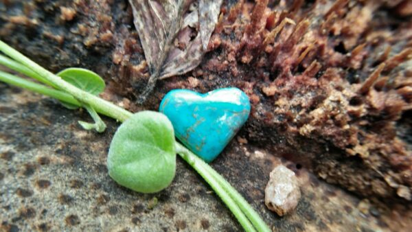 Natural Torquoise Heart Dimension : 12.1mm x 14.5mm x 3.5mm Weight : 4.20Cts Shape : Heart Treatments : Unheated/ Natural Clarity : Naturally Opaque Location : USA