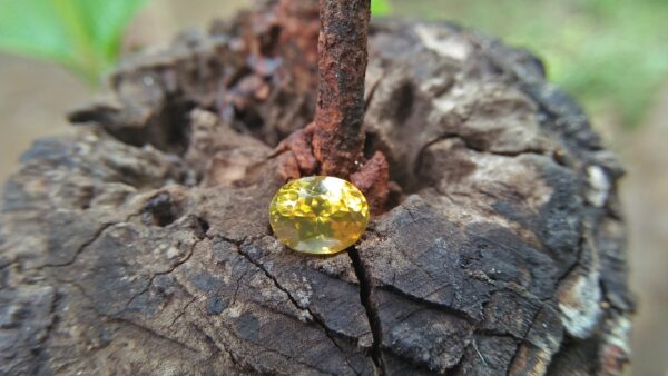 Ceylon Natural Melichrysos, Golden Yellow Zircon Shape : Ovel Shape Colour : Greenish Golden yellow Weight : 2.25Cts Dimension : 7.2mm x 6.1mm x 5.1mm Clarity : Clean stone Mineral : City of Gem Ratnapura Sri Lanka