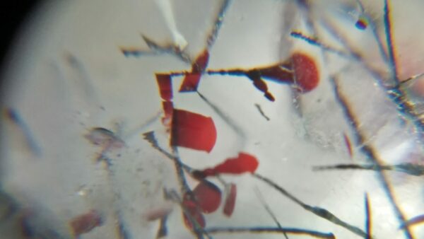 Very Attractive Red Copper and rutiles in Quartz unearthed from city of gem Ratnapura Sri Lanka Copper is a chemical element with symbol Cu and atomic number 29. It is a soft, malleable, and ductile metal with very high thermal and electrical conductivity. A freshly exposed surface of pure copper has a reddish-orange color. Rutile is a mineral composed primarily of titanium dioxide. Rutile is the most common natural form of TiO₂. Other rarer polymorphs of TiO₂ are known including anatase, and brookite https://youtu.be/ZMHupy7vgHU