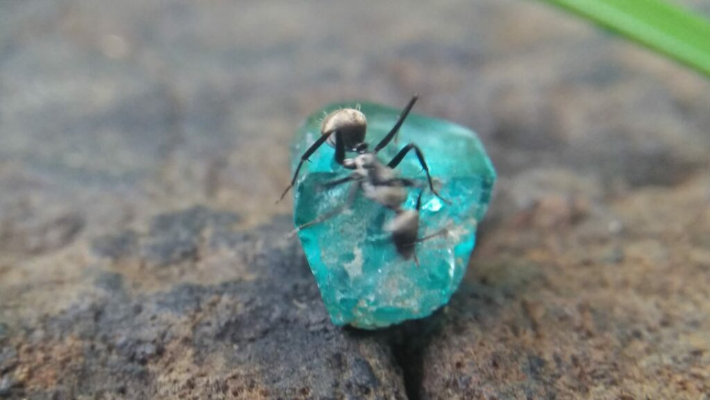 The one of world Extremely Rare stone, Natural Grandidierite, fine quality facet grade stone Grandidierite is an extremely rare mineral and gem that was first discovered in 1902 in southern Madagascar. Mohs scale hardness: 7.5 Optical properties: Biaxial (-) Crystal system: OrthorhombicB Crystal class: Dipyramidal Refractive index: 1.583 - 1.639 Color: Bluish green