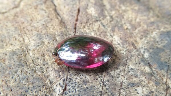 Ceylon Natural Rhodolite Garnet Cabochon Eye 👀 Weight: 2.05Cts Dimension: 9.1mm x 6.9mm x 3.5mm Mineral: Ratapura, Sri Lanka Clarity: Very Clean Colour: Pinkish Red Birthstone: June birthstone Rhodolite is a varietal name for rose-pink to red mineral pyrope, a species in the garnet group Mohs scale hardness: 7–7.5 Refractive index: 1.760