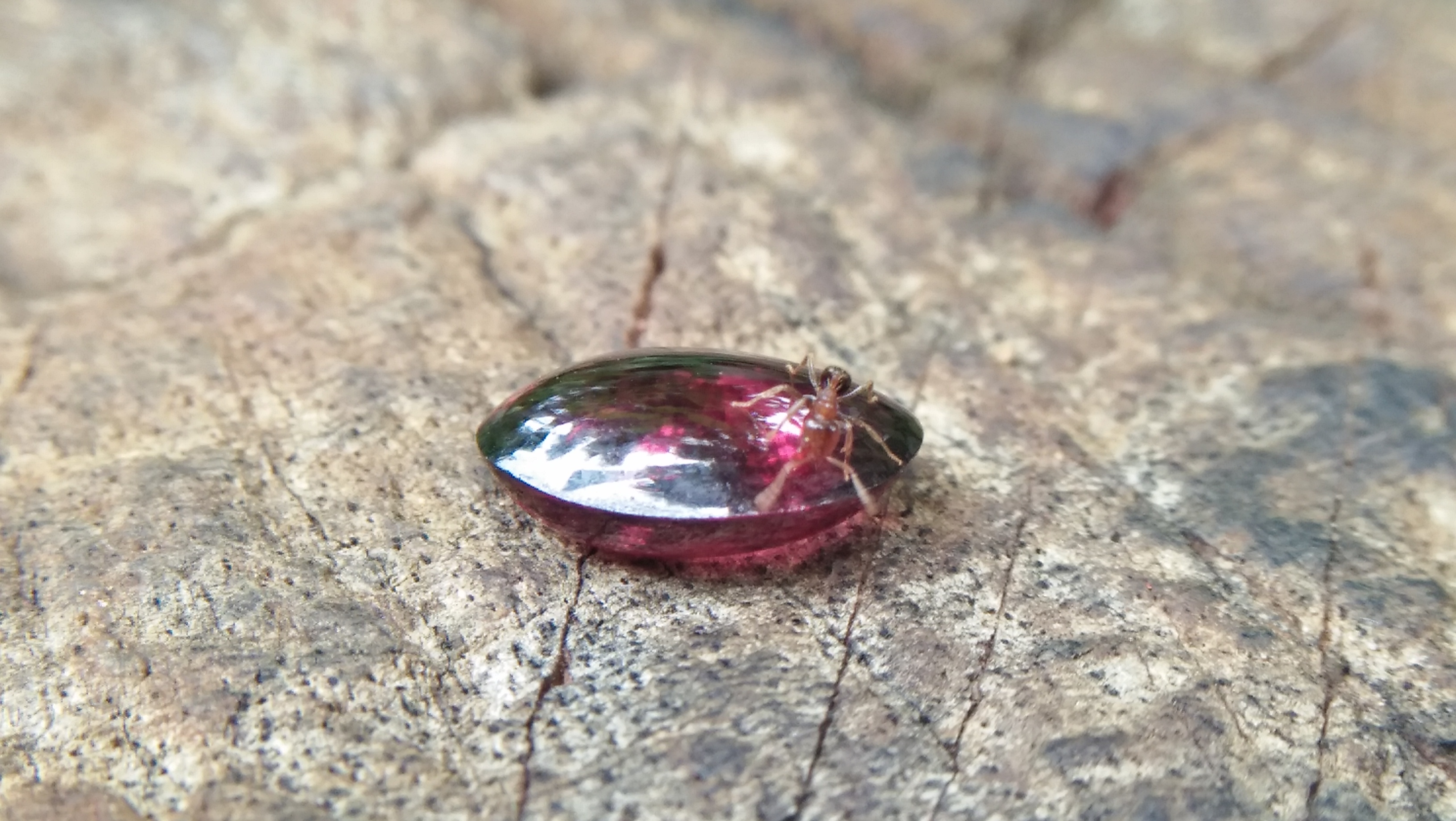 Ceylon Natural Rhodolite Garnet Cabochon Eye 👀 Weight: 2.05Cts Dimension: 9.1mm x 6.9mm x 3.5mm Mineral: Ratapura, Sri Lanka Clarity: Very Clean Colour: Pinkish Red Birthstone: June birthstone Rhodolite is a varietal name for rose-pink to red mineral pyrope, a species in the garnet group Mohs scale hardness: 7–7.5 Refractive index: 1.760