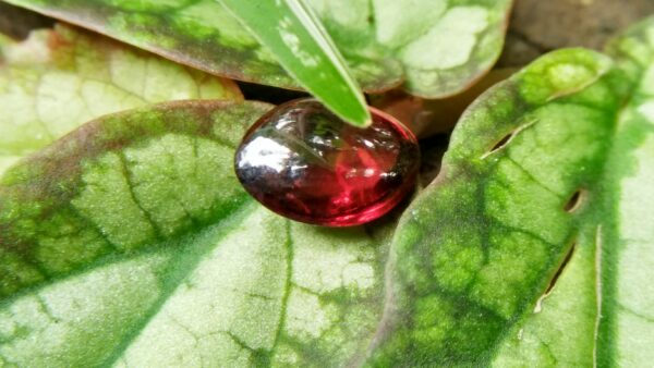 Ceylon Natural Rhodolite Garnet Cabochon Eye 👀 Weight: 2.05Cts Dimension: 9.1mm x 6.9mm x 3.5mm Mineral: Ratapura, Sri Lanka Clarity: Very Clean Colour: Pinkish Red Birthstone: June birthstone Rhodolite is a varietal name for rose-pink to red mineral pyrope, a species in the garnet group Mohs scale hardness: 7–7.5 Refractive index: 1.760
