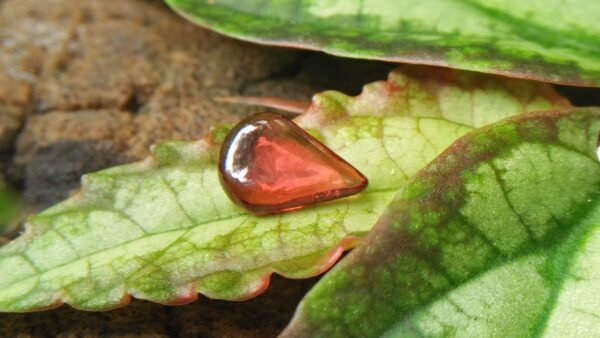 Ceylon Natural Garnet Drop Weight: 1.15Cts Dimension: 8.4mm x 5.7mm x 2.5mm Mineral: Ratapura, Sri Lanka Colour: Red