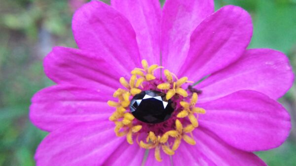 Natural Dark Blue Sapphire ( Kakanil ) කාකනිල් සෙනසුරු ග්‍රහයාට අයත් මැණික/ Stone of Saturn Shape : Ovel Clarity : Clean Treatment : Natural/Unheated Dimension : 7.3mmx 5.3mm x 3.9mm Weight : 1.55Cts Location : City of Gem Ratnapura Sri Lanka