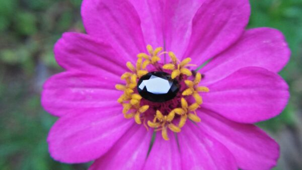 Natural Dark Blue Sapphire ( Kakanil ) කාකනිල් සෙනසුරු ග්‍රහයාට අයත් මැණික/ Stone of Saturn Shape : Ovel Clarity : Clean Treatment : Natural/Unheated Dimension : 7.3mmx 5.3mm x 3.9mm Weight : 1.55Cts Location : City of Gem Ratnapura Sri Lanka