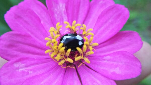 Natural Dark Blue Sapphire ( Kakanil ) කාකනිල් සෙනසුරු ග්‍රහයාට අයත් මැණික/ Stone of Saturn Shape : Ovel Clarity : Clean Treatment : Natural/Unheated Dimension : 7.3mmx 5.3mm x 3.9mm Weight : 1.55Cts Location : City of Gem Ratnapura Sri Lanka