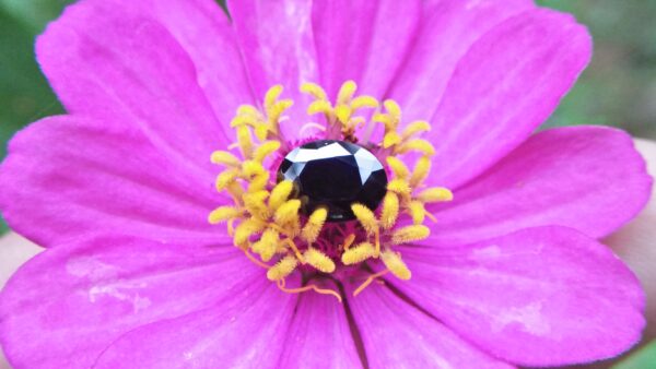 Natural Dark Blue Sapphire ( Kakanil ) කාකනිල් සෙනසුරු ග්‍රහයාට අයත් මැණික/ Stone of Saturn Shape : Ovel Clarity : Clean Treatment : Natural/Unheated Dimension : 7.3mmx 5.3mm x 3.9mm Weight : 1.55Cts Location : City of Gem Ratnapura Sri Lanka