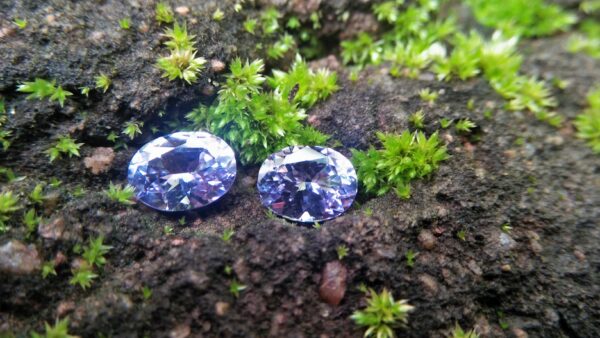 NATURAL Lavender Spinel Pair Shape : Ovel Clarity : SI Treatment : Natural/Unheated Dimension : 6.5mm x 5mm x 3mm ( Both Same) Weight : 1.45Cts (Both) Cut : Flower Cut Dispersion : Good Colour : Light Lavender