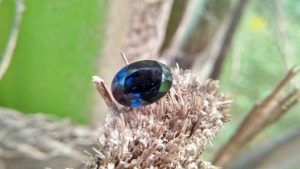 NATURAL Cobalt Spinel Shape : Ovel Clarity : SI Cut : Mixed Cut Treatment : Natural/Unheated Weight : 3.12 Cts Colour : Deep Violetish Green Blue Dimension : 9.31 mm x 7.18 mm x 5.48 mm Species : Natural Spinel Variety : Cobalt Spinel L/N : 68049 "GGTL" Certified (GIA Alumini Association Member)