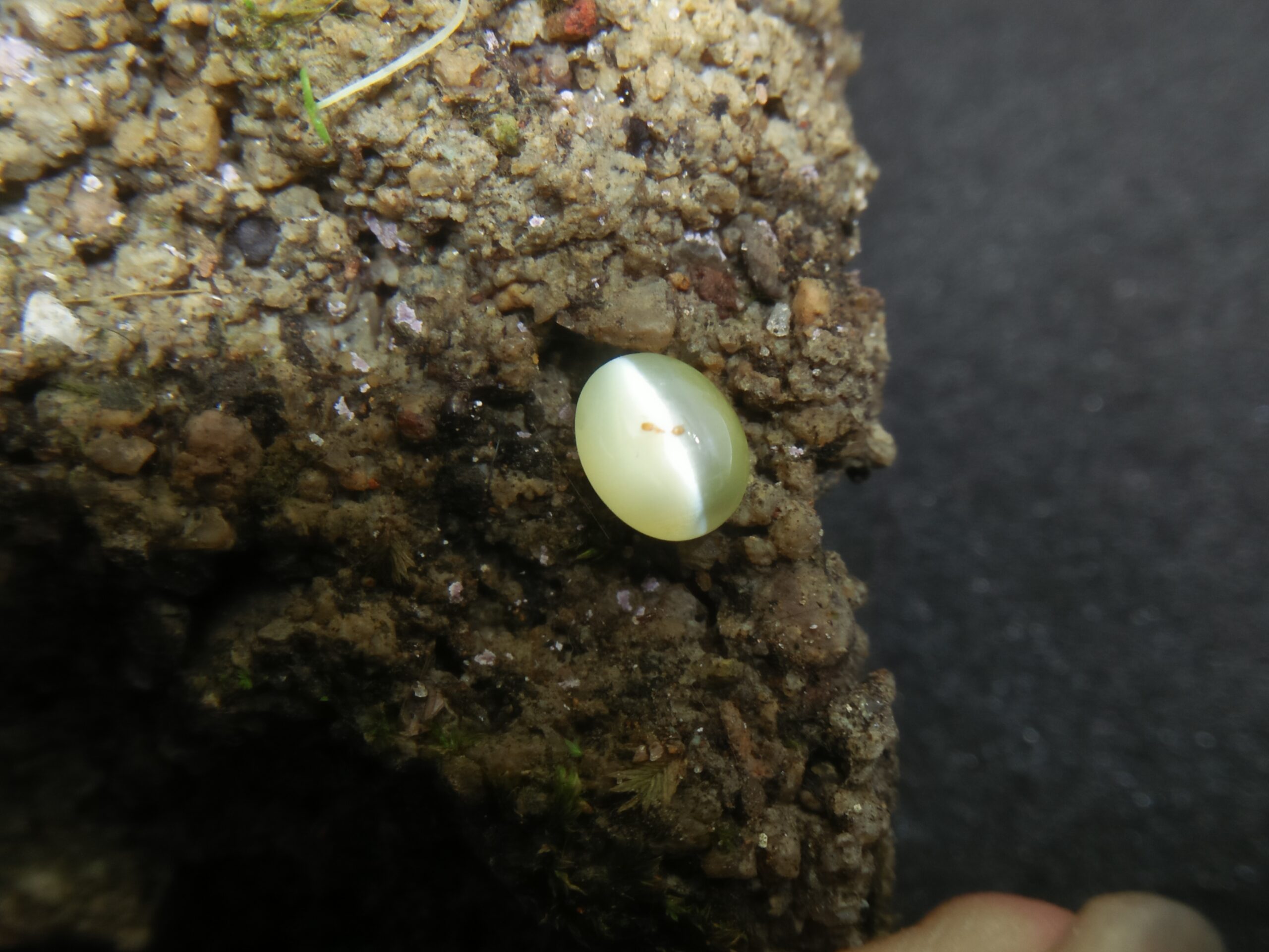Chrysoberyl Cats Eye Colour : Greenish Yellow Shape : Oval Cut : Cabochon Weight : 1.04 Cts Dimension : 6.5 x 4.1 x 4.1 mm Treatment : Unheated Clarity : Clean • CSL - Colored Stone Laboratory Certified ( GIA Alumina Association Member ) • CSL Memo No : 96FCB5F4103D The Gemstone Chrysoberyl is an aluminate of beryllium with the chemical formula BeAl₂O₄. The name chrysoberyl is derived from the Greek words "chrysos" and "beryllos". Its meaning is "a gold-white spar". It is known as a hard and durable gem after Sapphire. Chrysoberyl is an orthorhombic crystal mineral with 3.5 – 3.84 specific gravity and 8.5 hardness according to the more hardness scale. It is a Biaxial (+) mineral with refractive indexes nα=1.745 nβ=1.748 nγ=1.754. Chrysoberyl family Gemstones from old collection Chrysoberyl can be found colors such as green, yellow, brownish to greenish-black, colorless, pale shades of yellow, greenish Yellow, Yellowish Green, Honey Brown, Reddish Brown, Orangy yellow, Greenish Brown, Blue. Also, Golden Yellow Chrysoberyl is called "Ceylonese Chrysolite" as a trading name. Alexandrite Alexandrite cats eye The Chrysoberyl Alexandrite is a color change variety upon the nature of ambient lighting. It changes the color green to brownish red or green to purplish-red in the incandescent light from a lamp or candle flame. However, Alexandrite's good color change stones are extremely rare. also, Chrysoberyl alexandrite can be found with a chatoyancy future. It is rare and expensive. Chrysoberyl crystal from Danu Group Old Collection An interesting feature of its crystals are the cyclic twins called trillings. Alexandrite Crystal Under UV Also, Chrysoberyl can be found with the chatoyancy feature. Translucent yellowish chatoyant chrysoberyl is called as cymophane. Also, Chrysoberyl cat's eye is found in colors such as yellowish-green, green, honey brown, grey. The chrysoberyl gemstone or mineral can be found in Sri Lanka, Afghanistan, India, Madagascar, Tanzania, Ethiopia, Australia, Brazil, Canada, France, Germany, Italy, Japan, Kenya, Kazakhstan, Namibia, Myanmar, Mozambique, Norway, Russia, Spain, USA, Zambia. Healing Properties of Chrysoberyls Chrysoberyl is known as an effective and protective stone since ancient times. It transforms negative thoughts into positive energy. Chrysoberyl gemstone or mineral is associated with wealth and creativity and promotes tolerance and harmony. It stimulates the solar plexus and crown chakras. Chrysoberyl helps to open the crown chakra and increases both spiritual and personal power. Green chrysoberyl stimulates the healing of the physical heart. Chrysoberyl stimulates the cleansing and balancing of the liver, kidneys, gall bladder and balances adrenaline and cholesterol and fortifies the chest and liver. Chrysoberyl Cat's eye increases the vibration of Ketu in the wearer according to Vedic Astrology. It is known to reduce the malefic effects of 'Ketu' and increase its beneficial qualities. Chrysoberyl transforms negative thoughts into positive energy. It supports self-healing. Chrysoberyl balances adrenaline and cholesterol and fortifies the chest and liver.
