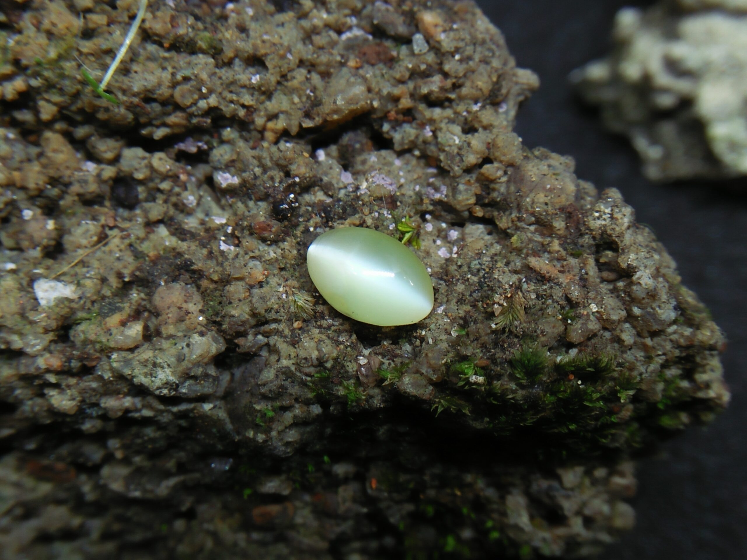 Chrysoberyl Cats Eye Colour : Greenish Yellow Shape : Oval Cut : Cabochon Weight : 1.04 Cts Dimension : 6.5 x 4.1 x 4.1 mm Treatment : Unheated Clarity : Clean • CSL - Colored Stone Laboratory Certified ( GIA Alumina Association Member ) • CSL Memo No : 96FCB5F4103D The Gemstone Chrysoberyl is an aluminate of beryllium with the chemical formula BeAl₂O₄. The name chrysoberyl is derived from the Greek words "chrysos" and "beryllos". Its meaning is "a gold-white spar". It is known as a hard and durable gem after Sapphire. Chrysoberyl is an orthorhombic crystal mineral with 3.5 – 3.84 specific gravity and 8.5 hardness according to the more hardness scale. It is a Biaxial (+) mineral with refractive indexes nα=1.745 nβ=1.748 nγ=1.754. Chrysoberyl family Gemstones from old collection Chrysoberyl can be found colors such as green, yellow, brownish to greenish-black, colorless, pale shades of yellow, greenish Yellow, Yellowish Green, Honey Brown, Reddish Brown, Orangy yellow, Greenish Brown, Blue. Also, Golden Yellow Chrysoberyl is called "Ceylonese Chrysolite" as a trading name. Alexandrite Alexandrite cats eye The Chrysoberyl Alexandrite is a color change variety upon the nature of ambient lighting. It changes the color green to brownish red or green to purplish-red in the incandescent light from a lamp or candle flame. However, Alexandrite's good color change stones are extremely rare. also, Chrysoberyl alexandrite can be found with a chatoyancy future. It is rare and expensive. Chrysoberyl crystal from Danu Group Old Collection An interesting feature of its crystals are the cyclic twins called trillings. Alexandrite Crystal Under UV Also, Chrysoberyl can be found with the chatoyancy feature. Translucent yellowish chatoyant chrysoberyl is called as cymophane. Also, Chrysoberyl cat's eye is found in colors such as yellowish-green, green, honey brown, grey. The chrysoberyl gemstone or mineral can be found in Sri Lanka, Afghanistan, India, Madagascar, Tanzania, Ethiopia, Australia, Brazil, Canada, France, Germany, Italy, Japan, Kenya, Kazakhstan, Namibia, Myanmar, Mozambique, Norway, Russia, Spain, USA, Zambia. Healing Properties of Chrysoberyls Chrysoberyl is known as an effective and protective stone since ancient times. It transforms negative thoughts into positive energy. Chrysoberyl gemstone or mineral is associated with wealth and creativity and promotes tolerance and harmony. It stimulates the solar plexus and crown chakras. Chrysoberyl helps to open the crown chakra and increases both spiritual and personal power. Green chrysoberyl stimulates the healing of the physical heart. Chrysoberyl stimulates the cleansing and balancing of the liver, kidneys, gall bladder and balances adrenaline and cholesterol and fortifies the chest and liver. Chrysoberyl Cat's eye increases the vibration of Ketu in the wearer according to Vedic Astrology. It is known to reduce the malefic effects of 'Ketu' and increase its beneficial qualities. Chrysoberyl transforms negative thoughts into positive energy. It supports self-healing. Chrysoberyl balances adrenaline and cholesterol and fortifies the chest and liver.