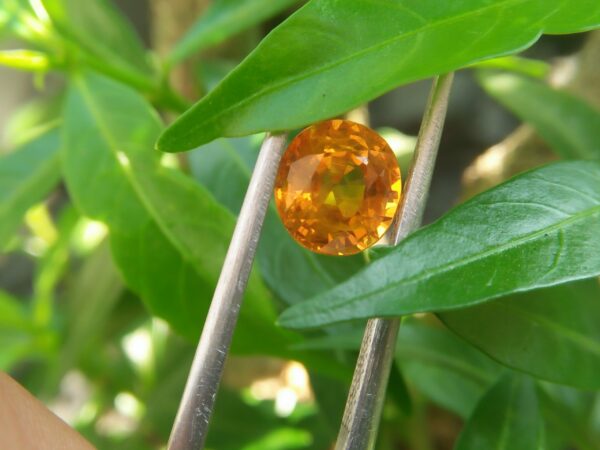 Ceylon Yellow Sapphire Colour : Vivid Yellow Shape : Oval Weight : 1.86Cts Dimension : 7.2 x 6.7 x 4.5 mm Treatment : Heated Clarity : SI 黃色的藍寶石 重量 : 1.86 卡拉 尺寸 : 7.2 x 6.7 x 4.5 mm 颜色 : 黄色 透明 : 好透明 形状 : 椭圆形 清晰度 : SI 治疗 : 加热 • CSL - Colored Stone Laboratory Certified ( GIA Alumina Association Member ) • CSL Memo No : 3D163BFAB78E