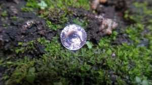 Ceylon Natural White Sapphire Weight : 2.14 Cts Dimension : 7.6 x 7.4 x 4.8 mm Color : White Treatment : UnHeated Transparent: Good Transparency Shape : Round Clarity : VVS • CSL - Colored Stone Laboratory Certified ( GIA Alumina Association Member ) • CSL Memo No : B2F588EF9D23 Gem Luck - Gemstones Directly from the Source 白色的藍寶石 重量 : 2.14 卡拉 尺寸 : 7.6 x 7.4 x 4.8 mm 颜色 : 白色 透明 : 好透明 形状 : 圆形 清晰度 : VVS 治療 ： 没有加熱 寶石直接來自矿塲 COLORED STONE LABORATORY CERTIFIED ( GIA Alumni Association Member)