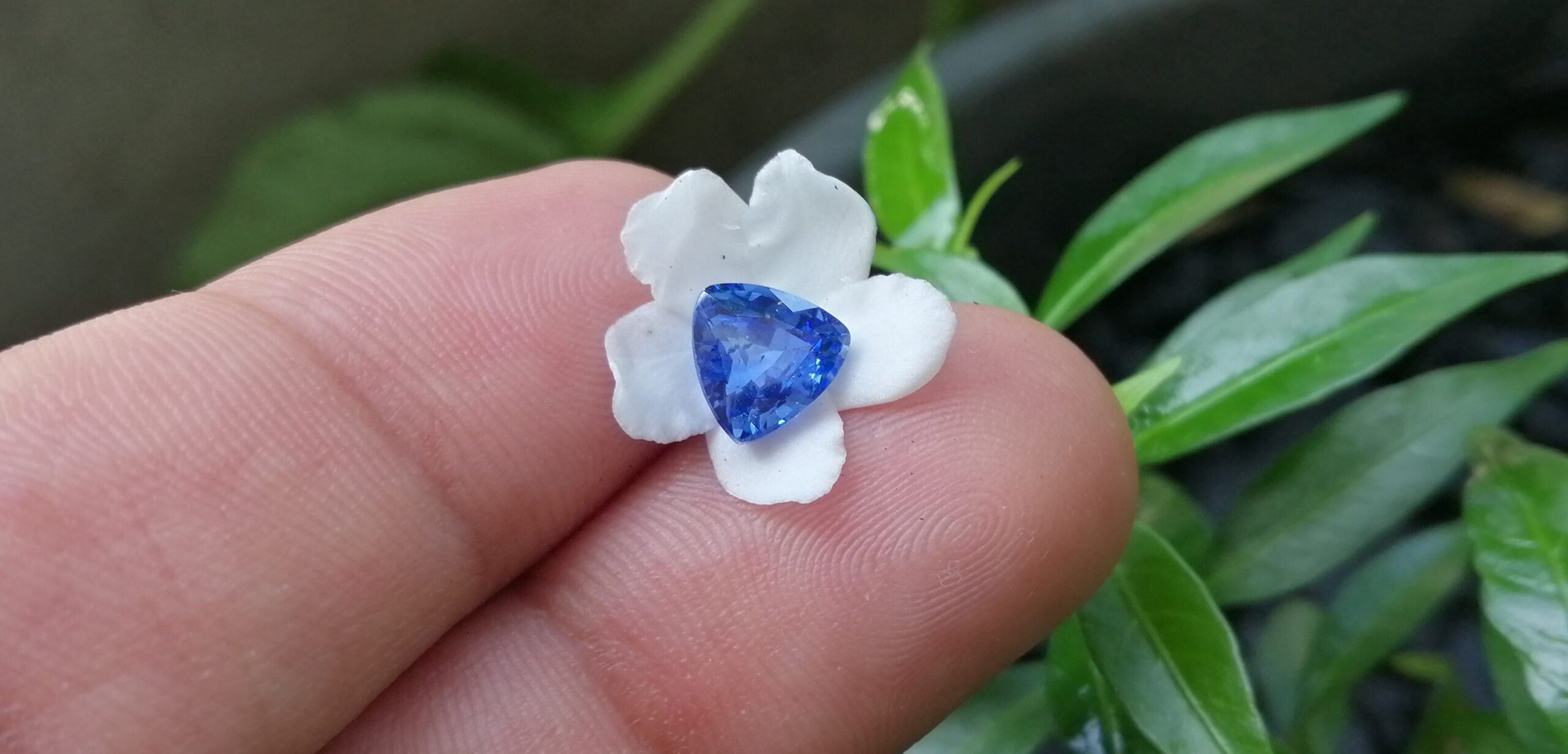 NATURAL BLUE SAPPHIRE "Cornflower Blue" Colour : Blue "Cornflower Blue" Shape : Trilian Treatment : Heated Clarity : SI • CSL - Colored Stone Laboratory Certified ( GIA Alumina Association Member ) We hide certificates of sold out product Sapphire is a precious gemstone, a variety of the mineral corundum, consisting of aluminum oxide with trace amounts of elements such as iron, titanium, chromium, copper, or magnesium. Sapphire deposits are found in Eastern Australia, Thailand, Sri Lanka, China, Vietnam, Madagascar, Greenland, East Africa, and in North America in mostly in Montana. Madagascar, Sri Lanka, and Kashmir produce large quantities of fine quality Sapphires for the world market. Sapphires are mined from alluvial deposits or from primary underground workings. Blue Sapphire and Ruby are the most popular Gemstone in Corundum Family. also, Orangy Pink Sapphire is called Padparadscha. The name Drive's from the Sinhalese word "padmaraga" " පද්මරාග", meaning lotus blossom, as the stone is of a similar color to the lotus blossom. Bi-Color Sapphire from DanuGroup Collection Also, Sapphire can be found as parti-color, bi-color or fancy color. Australia is a main parti-color Sapphire producer. White Sapphire also, White sapphire is a very popular stone to wear instead of Diamond as a 3rd hardness gemstone after diamond ( moissanite hardness is 9.5). Various colors of star sapphires A star sapphire is a type of sapphire that exhibits a star-like phenomenon known as asterism. Also, A rare variety of natural sapphire, known as color-change sapphire, exhibits different colors in a different light. Sapphires can be treated by several methods to enhance and improve their clarity and color. A common method is done by heating the sapphires in furnaces to temperatures between 500 and 1,850 °C for several hours, or by heating in a nitrogen-deficient atmosphere oven for 1 week or more. Geuda is a form of the mineral corundum. Geuda is found primarily in Sri Lanka. It's a semitransparent and milky appearance due to rutile inclusions. Geuda is used to improve its color by heat treatment. Some geuda varieties turn to a blue color after heat treatments and some turn to red after oxidizing. Also, Kowangu pushparaga turns to yellow sapphire after oxidizing. Sapphire Crystal system is a Trigonal crystal system with a hexagonal scalenohedral crystal class. Sapphire hardness is 9 according to the Mohs hardness scale with 4.0~4.1 specific gravity. Refractive index ω =1.768–1.772 nε =1.760–1.763 Solubility = Insoluble Melting point = 2,030–2,050 °C Birefringence = 0.008 Pleochroism = Strong Luster = Vitreous Sapphire is the birthstone for September and the gem of the 45th anniversary. Healing Properties of Sapphire Sapphire releases mental tension, depression, unwanted thoughts, and spiritual confusion. Sapphire is known as a "stone of Wisdom". It is exceptional for calming and focusing the mind, allowing the release of mental tension and unwanted thoughts. Sapphire is also the best stone for awakening chakras. Dark Blue or Indigo Sapphire stimulates the Third Eye chakra. Blue Sapphire stimulates the Throat Chakra. Green sapphire stimulates Heart Chakra. Black Sapphire stimulates Base Chakra. White sapphire stimulates Crown Chakra. Yellow sapphire stimulates Solar Plexus Chakra. Blue Sapphire stimulates the Throat Chakra and Third eye chakra, the voice of the body. Blue crystal energy will unblock and balance the Throat Chakra. blue encourages the power of truth, while lighter shades carry the power of flexibility, relaxation, and balance. Blue Sapphire can free one of mental anxiety, helps make one detached, and protects against envy. Also, It can be worn for good luck and for protection against evil spirits. Since Saturn rules the nervous system, blue sapphires help problems of the nerves-tension and neuroses-diseases caused by an afflicted Saturn.
