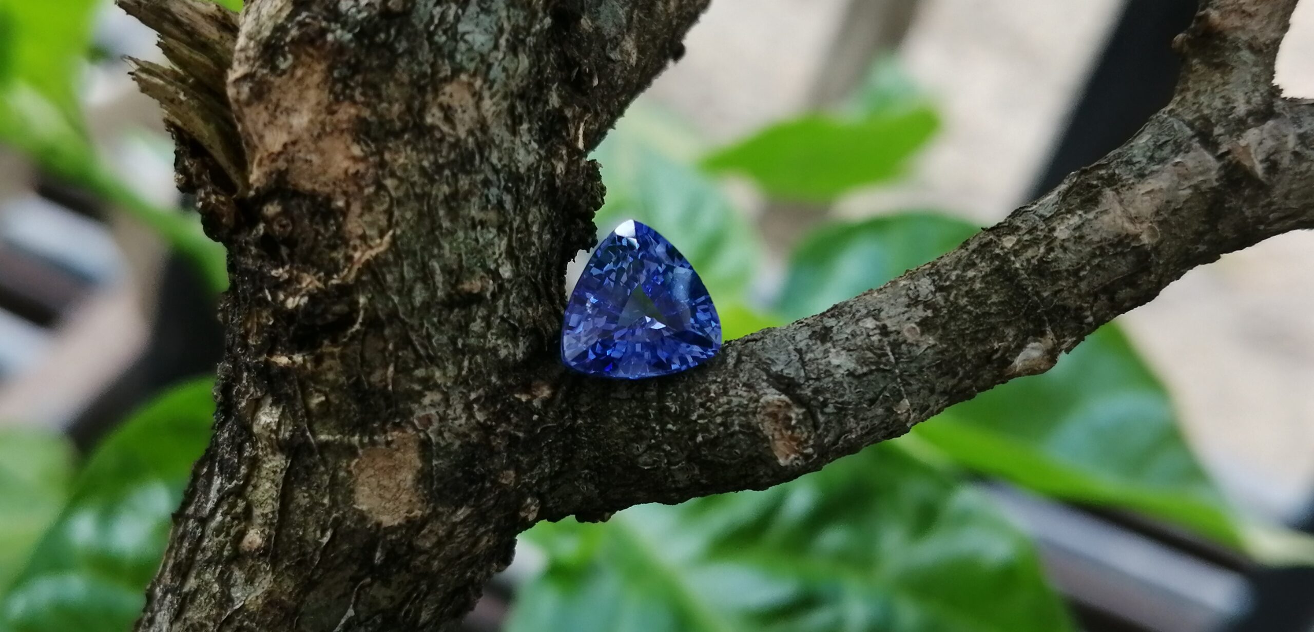 NATURAL BLUE SAPPHIRE "Cornflower Blue" Colour : Blue "Cornflower Blue" Shape : Trilian Treatment : Heated Clarity : SI • CSL - Colored Stone Laboratory Certified ( GIA Alumina Association Member ) We hide certificates of sold out product Sapphire is a precious gemstone, a variety of the mineral corundum, consisting of aluminum oxide with trace amounts of elements such as iron, titanium, chromium, copper, or magnesium. Sapphire deposits are found in Eastern Australia, Thailand, Sri Lanka, China, Vietnam, Madagascar, Greenland, East Africa, and in North America in mostly in Montana. Madagascar, Sri Lanka, and Kashmir produce large quantities of fine quality Sapphires for the world market. Sapphires are mined from alluvial deposits or from primary underground workings. Blue Sapphire and Ruby are the most popular Gemstone in Corundum Family. also, Orangy Pink Sapphire is called Padparadscha. The name Drive's from the Sinhalese word "padmaraga" " පද්මරාග", meaning lotus blossom, as the stone is of a similar color to the lotus blossom. Bi-Color Sapphire from DanuGroup Collection Also, Sapphire can be found as parti-color, bi-color or fancy color. Australia is a main parti-color Sapphire producer. White Sapphire also, White sapphire is a very popular stone to wear instead of Diamond as a 3rd hardness gemstone after diamond ( moissanite hardness is 9.5). Various colors of star sapphires A star sapphire is a type of sapphire that exhibits a star-like phenomenon known as asterism. Also, A rare variety of natural sapphire, known as color-change sapphire, exhibits different colors in a different light. Sapphires can be treated by several methods to enhance and improve their clarity and color. A common method is done by heating the sapphires in furnaces to temperatures between 500 and 1,850 °C for several hours, or by heating in a nitrogen-deficient atmosphere oven for 1 week or more. Geuda is a form of the mineral corundum. Geuda is found primarily in Sri Lanka. It's a semitransparent and milky appearance due to rutile inclusions. Geuda is used to improve its color by heat treatment. Some geuda varieties turn to a blue color after heat treatments and some turn to red after oxidizing. Also, Kowangu pushparaga turns to yellow sapphire after oxidizing. Sapphire Crystal system is a Trigonal crystal system with a hexagonal scalenohedral crystal class. Sapphire hardness is 9 according to the Mohs hardness scale with 4.0~4.1 specific gravity. Refractive index ω =1.768–1.772 nε =1.760–1.763 Solubility = Insoluble Melting point = 2,030–2,050 °C Birefringence = 0.008 Pleochroism = Strong Luster = Vitreous Sapphire is the birthstone for September and the gem of the 45th anniversary. Healing Properties of Sapphire Sapphire releases mental tension, depression, unwanted thoughts, and spiritual confusion. Sapphire is known as a "stone of Wisdom". It is exceptional for calming and focusing the mind, allowing the release of mental tension and unwanted thoughts. Sapphire is also the best stone for awakening chakras. Dark Blue or Indigo Sapphire stimulates the Third Eye chakra. Blue Sapphire stimulates the Throat Chakra. Green sapphire stimulates Heart Chakra. Black Sapphire stimulates Base Chakra. White sapphire stimulates Crown Chakra. Yellow sapphire stimulates Solar Plexus Chakra. Blue Sapphire stimulates the Throat Chakra and Third eye chakra, the voice of the body. Blue crystal energy will unblock and balance the Throat Chakra. blue encourages the power of truth, while lighter shades carry the power of flexibility, relaxation, and balance. Blue Sapphire can free one of mental anxiety, helps make one detached, and protects against envy. Also, It can be worn for good luck and for protection against evil spirits. Since Saturn rules the nervous system, blue sapphires help problems of the nerves-tension and neuroses-diseases caused by an afflicted Saturn.