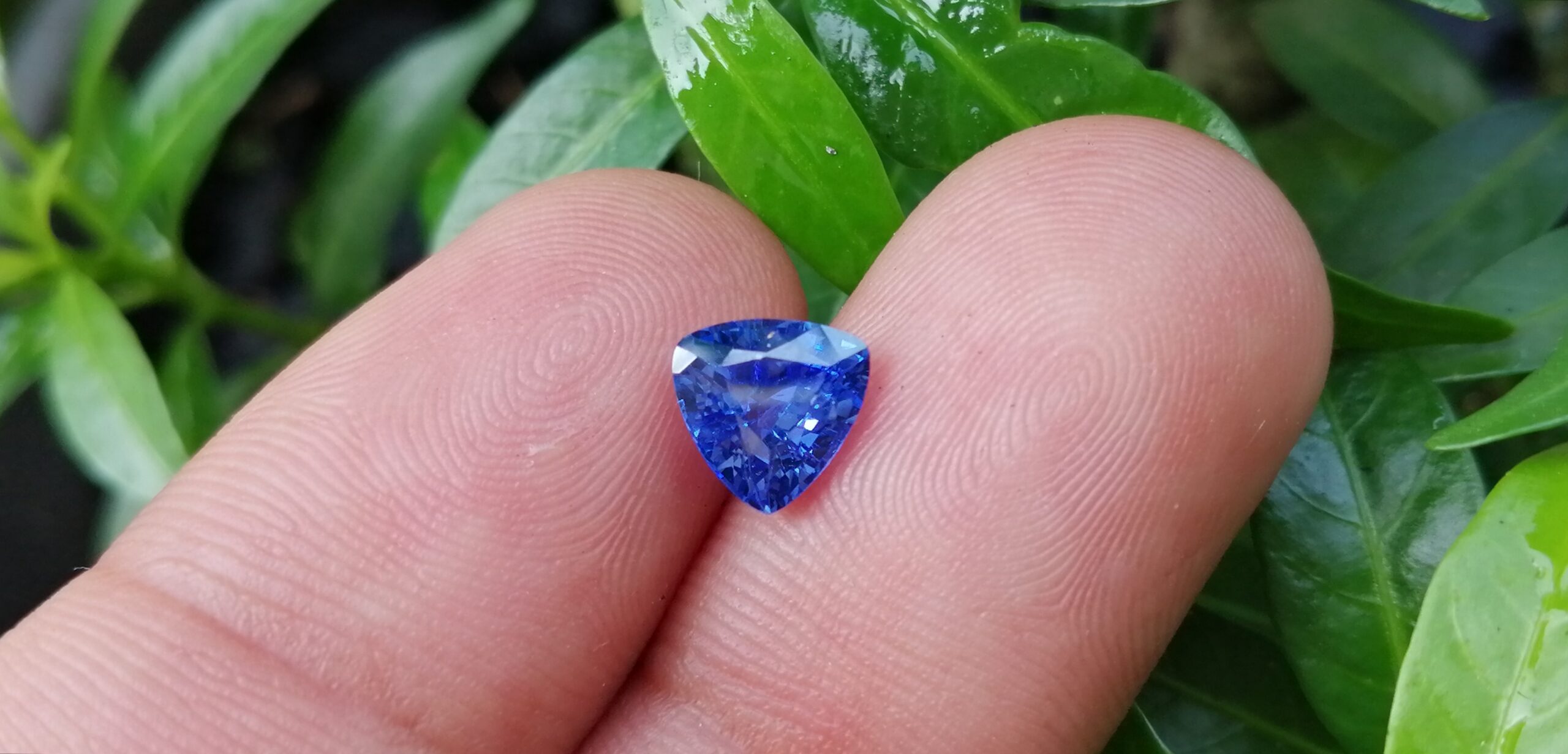 NATURAL BLUE SAPPHIRE "Cornflower Blue" Colour : Blue "Cornflower Blue" Shape : Trilian Treatment : Heated Clarity : SI • CSL - Colored Stone Laboratory Certified ( GIA Alumina Association Member ) We hide certificates of sold out product Sapphire is a precious gemstone, a variety of the mineral corundum, consisting of aluminum oxide with trace amounts of elements such as iron, titanium, chromium, copper, or magnesium. Sapphire deposits are found in Eastern Australia, Thailand, Sri Lanka, China, Vietnam, Madagascar, Greenland, East Africa, and in North America in mostly in Montana. Madagascar, Sri Lanka, and Kashmir produce large quantities of fine quality Sapphires for the world market. Sapphires are mined from alluvial deposits or from primary underground workings. Blue Sapphire and Ruby are the most popular Gemstone in Corundum Family. also, Orangy Pink Sapphire is called Padparadscha. The name Drive's from the Sinhalese word "padmaraga" " පද්මරාග", meaning lotus blossom, as the stone is of a similar color to the lotus blossom. Bi-Color Sapphire from DanuGroup Collection Also, Sapphire can be found as parti-color, bi-color or fancy color. Australia is a main parti-color Sapphire producer. White Sapphire also, White sapphire is a very popular stone to wear instead of Diamond as a 3rd hardness gemstone after diamond ( moissanite hardness is 9.5). Various colors of star sapphires A star sapphire is a type of sapphire that exhibits a star-like phenomenon known as asterism. Also, A rare variety of natural sapphire, known as color-change sapphire, exhibits different colors in a different light. Sapphires can be treated by several methods to enhance and improve their clarity and color. A common method is done by heating the sapphires in furnaces to temperatures between 500 and 1,850 °C for several hours, or by heating in a nitrogen-deficient atmosphere oven for 1 week or more. Geuda is a form of the mineral corundum. Geuda is found primarily in Sri Lanka. It's a semitransparent and milky appearance due to rutile inclusions. Geuda is used to improve its color by heat treatment. Some geuda varieties turn to a blue color after heat treatments and some turn to red after oxidizing. Also, Kowangu pushparaga turns to yellow sapphire after oxidizing. Sapphire Crystal system is a Trigonal crystal system with a hexagonal scalenohedral crystal class. Sapphire hardness is 9 according to the Mohs hardness scale with 4.0~4.1 specific gravity. Refractive index ω =1.768–1.772 nε =1.760–1.763 Solubility = Insoluble Melting point = 2,030–2,050 °C Birefringence = 0.008 Pleochroism = Strong Luster = Vitreous Sapphire is the birthstone for September and the gem of the 45th anniversary. Healing Properties of Sapphire Sapphire releases mental tension, depression, unwanted thoughts, and spiritual confusion. Sapphire is known as a "stone of Wisdom". It is exceptional for calming and focusing the mind, allowing the release of mental tension and unwanted thoughts. Sapphire is also the best stone for awakening chakras. Dark Blue or Indigo Sapphire stimulates the Third Eye chakra. Blue Sapphire stimulates the Throat Chakra. Green sapphire stimulates Heart Chakra. Black Sapphire stimulates Base Chakra. White sapphire stimulates Crown Chakra. Yellow sapphire stimulates Solar Plexus Chakra. Blue Sapphire stimulates the Throat Chakra and Third eye chakra, the voice of the body. Blue crystal energy will unblock and balance the Throat Chakra. blue encourages the power of truth, while lighter shades carry the power of flexibility, relaxation, and balance. Blue Sapphire can free one of mental anxiety, helps make one detached, and protects against envy. Also, It can be worn for good luck and for protection against evil spirits. Since Saturn rules the nervous system, blue sapphires help problems of the nerves-tension and neuroses-diseases caused by an afflicted Saturn.