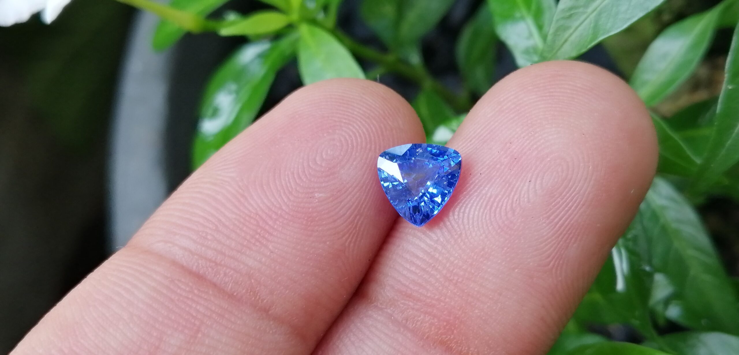 NATURAL BLUE SAPPHIRE "Cornflower Blue" Colour : Blue "Cornflower Blue" Shape : Trilian Treatment : Heated Clarity : SI • CSL - Colored Stone Laboratory Certified ( GIA Alumina Association Member ) We hide certificates of sold out product Sapphire is a precious gemstone, a variety of the mineral corundum, consisting of aluminum oxide with trace amounts of elements such as iron, titanium, chromium, copper, or magnesium. Sapphire deposits are found in Eastern Australia, Thailand, Sri Lanka, China, Vietnam, Madagascar, Greenland, East Africa, and in North America in mostly in Montana. Madagascar, Sri Lanka, and Kashmir produce large quantities of fine quality Sapphires for the world market. Sapphires are mined from alluvial deposits or from primary underground workings. Blue Sapphire and Ruby are the most popular Gemstone in Corundum Family. also, Orangy Pink Sapphire is called Padparadscha. The name Drive's from the Sinhalese word "padmaraga" " පද්මරාග", meaning lotus blossom, as the stone is of a similar color to the lotus blossom. Bi-Color Sapphire from DanuGroup Collection Also, Sapphire can be found as parti-color, bi-color or fancy color. Australia is a main parti-color Sapphire producer. White Sapphire also, White sapphire is a very popular stone to wear instead of Diamond as a 3rd hardness gemstone after diamond ( moissanite hardness is 9.5). Various colors of star sapphires A star sapphire is a type of sapphire that exhibits a star-like phenomenon known as asterism. Also, A rare variety of natural sapphire, known as color-change sapphire, exhibits different colors in a different light. Sapphires can be treated by several methods to enhance and improve their clarity and color. A common method is done by heating the sapphires in furnaces to temperatures between 500 and 1,850 °C for several hours, or by heating in a nitrogen-deficient atmosphere oven for 1 week or more. Geuda is a form of the mineral corundum. Geuda is found primarily in Sri Lanka. It's a semitransparent and milky appearance due to rutile inclusions. Geuda is used to improve its color by heat treatment. Some geuda varieties turn to a blue color after heat treatments and some turn to red after oxidizing. Also, Kowangu pushparaga turns to yellow sapphire after oxidizing. Sapphire Crystal system is a Trigonal crystal system with a hexagonal scalenohedral crystal class. Sapphire hardness is 9 according to the Mohs hardness scale with 4.0~4.1 specific gravity. Refractive index ω =1.768–1.772 nε =1.760–1.763 Solubility = Insoluble Melting point = 2,030–2,050 °C Birefringence = 0.008 Pleochroism = Strong Luster = Vitreous Sapphire is the birthstone for September and the gem of the 45th anniversary. Healing Properties of Sapphire Sapphire releases mental tension, depression, unwanted thoughts, and spiritual confusion. Sapphire is known as a "stone of Wisdom". It is exceptional for calming and focusing the mind, allowing the release of mental tension and unwanted thoughts. Sapphire is also the best stone for awakening chakras. Dark Blue or Indigo Sapphire stimulates the Third Eye chakra. Blue Sapphire stimulates the Throat Chakra. Green sapphire stimulates Heart Chakra. Black Sapphire stimulates Base Chakra. White sapphire stimulates Crown Chakra. Yellow sapphire stimulates Solar Plexus Chakra. Blue Sapphire stimulates the Throat Chakra and Third eye chakra, the voice of the body. Blue crystal energy will unblock and balance the Throat Chakra. blue encourages the power of truth, while lighter shades carry the power of flexibility, relaxation, and balance. Blue Sapphire can free one of mental anxiety, helps make one detached, and protects against envy. Also, It can be worn for good luck and for protection against evil spirits. Since Saturn rules the nervous system, blue sapphires help problems of the nerves-tension and neuroses-diseases caused by an afflicted Saturn.