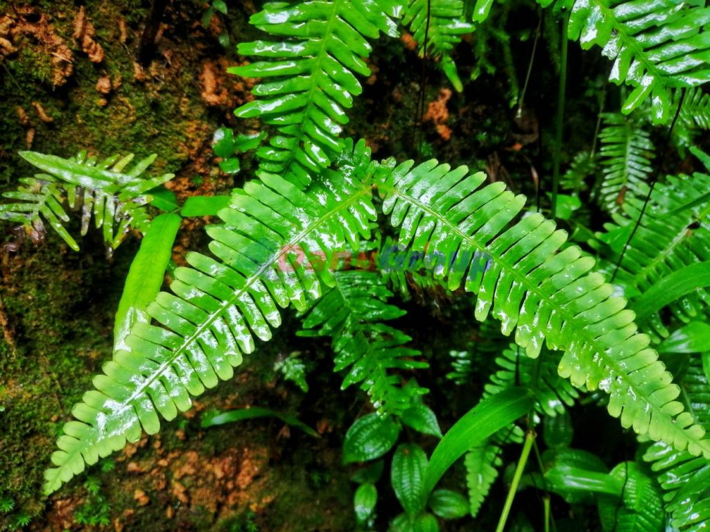 wire-fern is using for making gem mining tunnels to keep temparature in underground