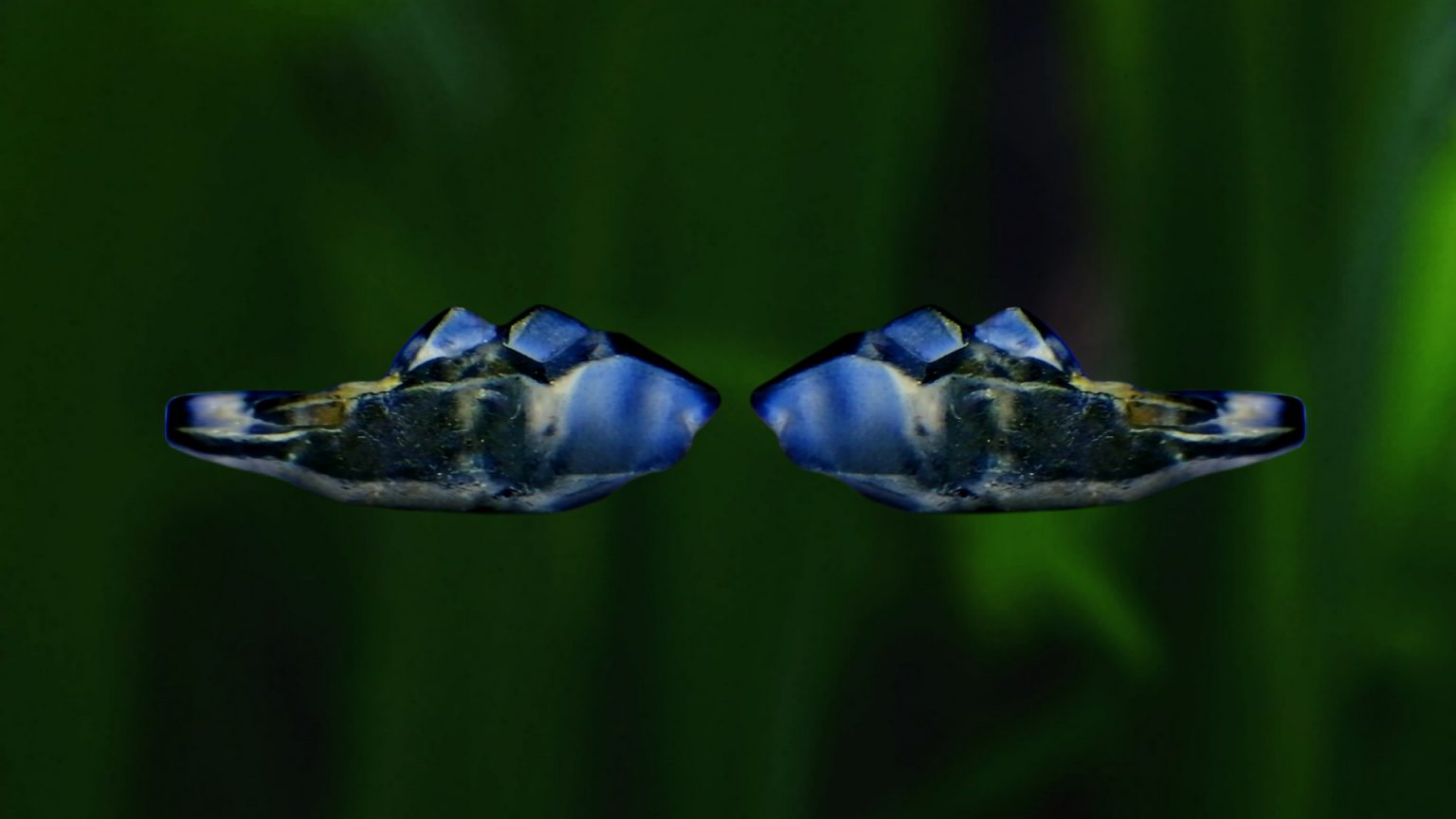 Ceylon Sapphire fish crystal danu group B