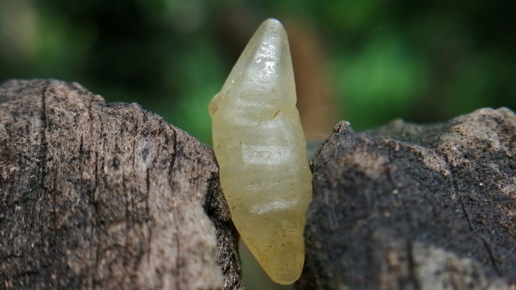 11_ceylon Natural Sapphire Crystal - Danu Group Gemstones