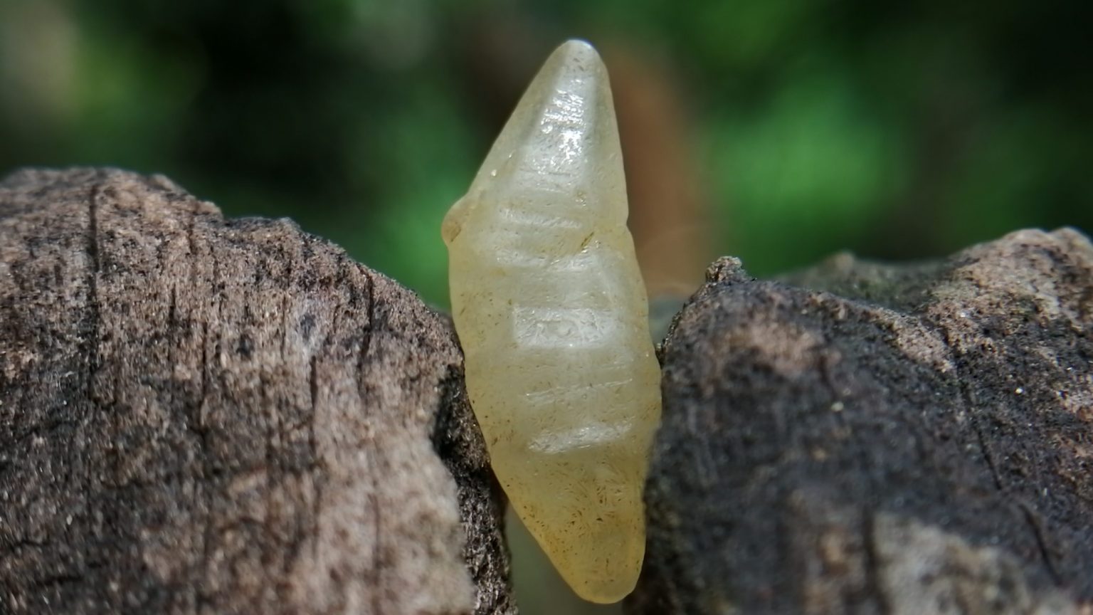 11_ceylon Natural Sapphire Crystal - Danu Group Gemstones