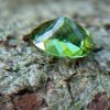 5_Natural Peridot Danu Group Gemstones Amazing green