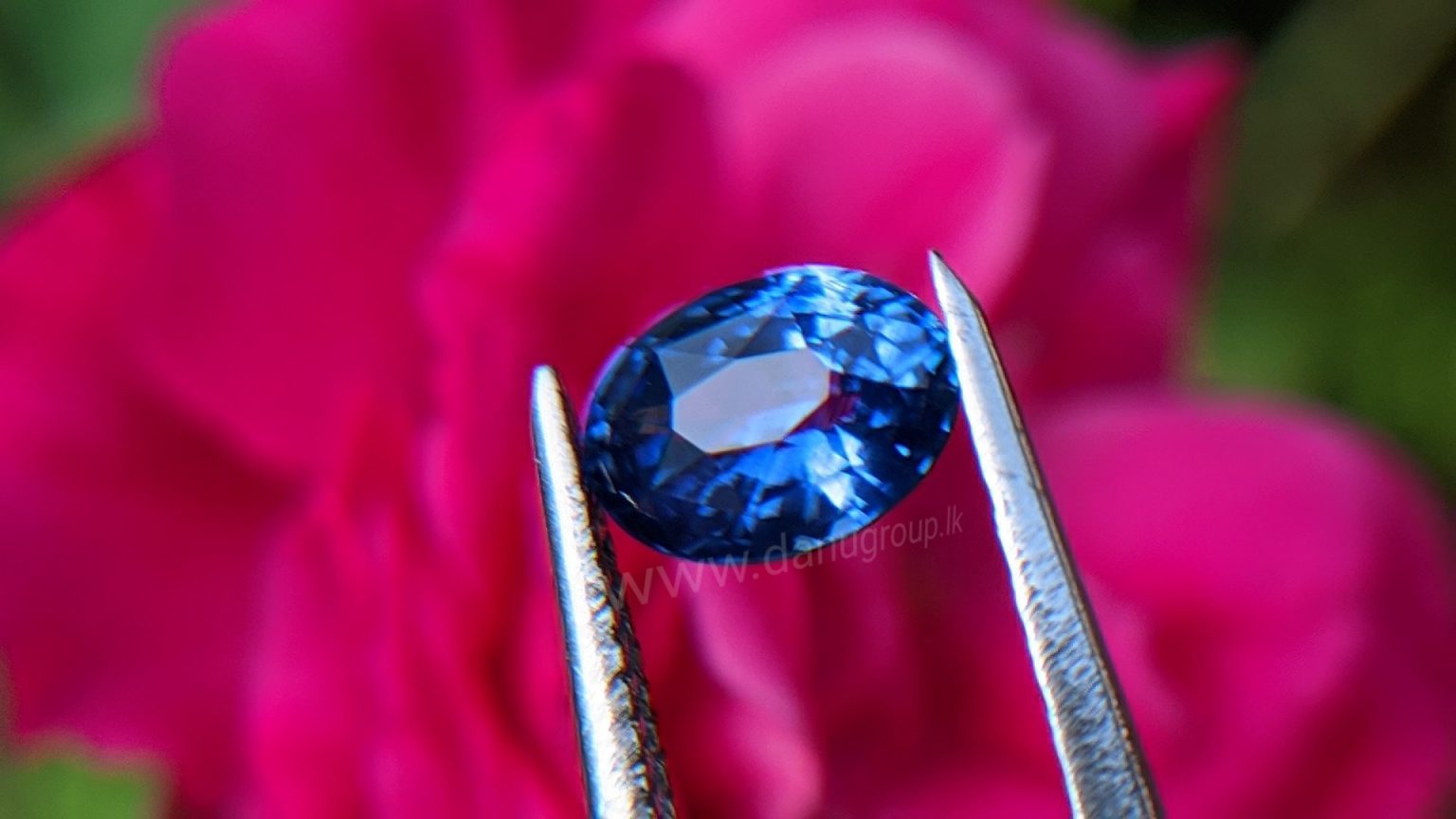 Cornflower Blue Sapphire Sri Lanka - Danu Group Gemstones