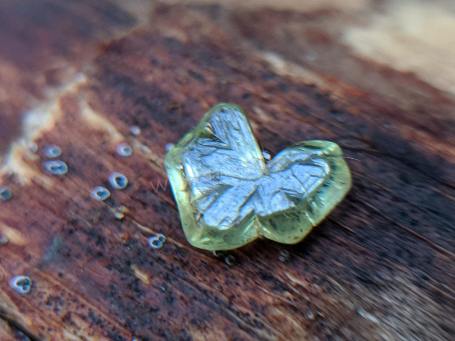 Very Rare Natural Chrysoberyl Sixling Butterfly Crystal from Danu Group rare collection