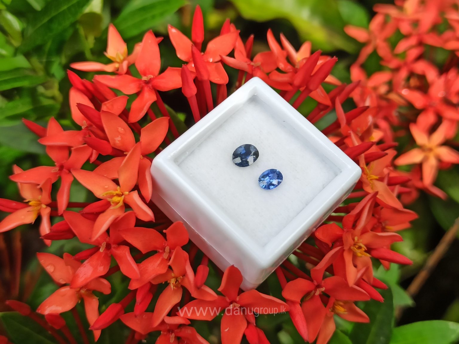 Ceylon Blue Sapphire Couple - Danu Group Gemstones