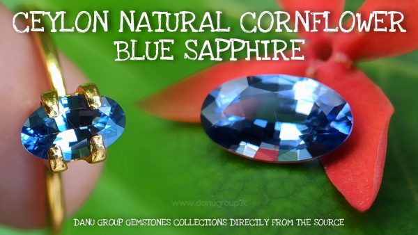 Ceylon Natural Cornflower Blue Sapphire Long Oval shape gem from Danu Group - danugroup.lkCeylon Natural Cornflower Blue Sapphire Long Oval shape gem from Danu Group - danugroup.lk