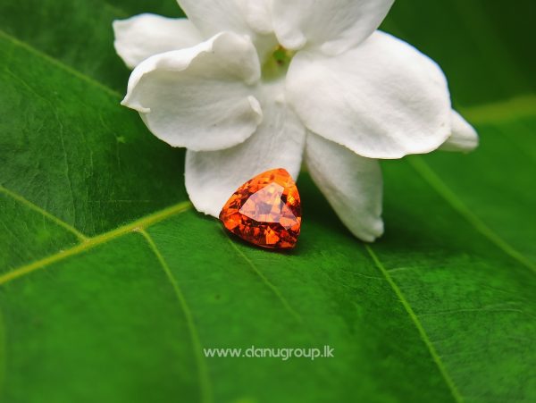 Natural Vivid Orange Spessartite Garnet Triangular Shape stone from Danu Group Gemstones Collection - danugroup.lk