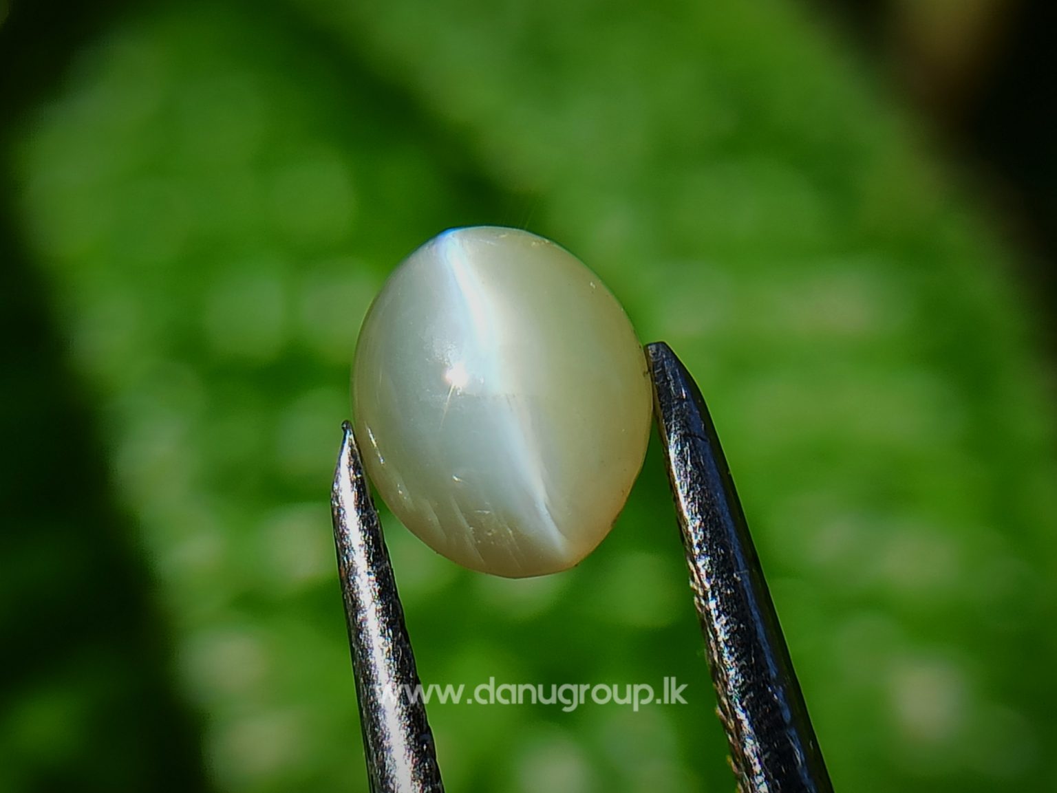 Ceylon Natural chrysoberyl cats eye from danu group light Greenish Yellow cats eye danugroup.lk