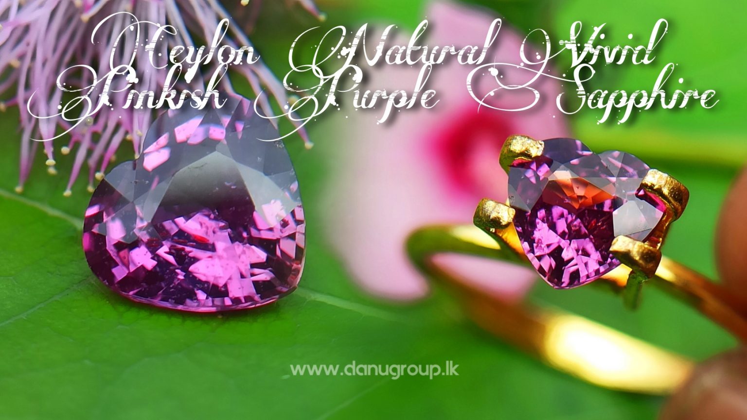 Ceylon Natural Vivid Pinkish Purple Sapphire Daju Group Gemstones Collections danugroup.lk