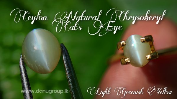 Ceylon Natural chrysoberyl cats eye from danu group light Greenish Yellow cats eye danugroup.lk