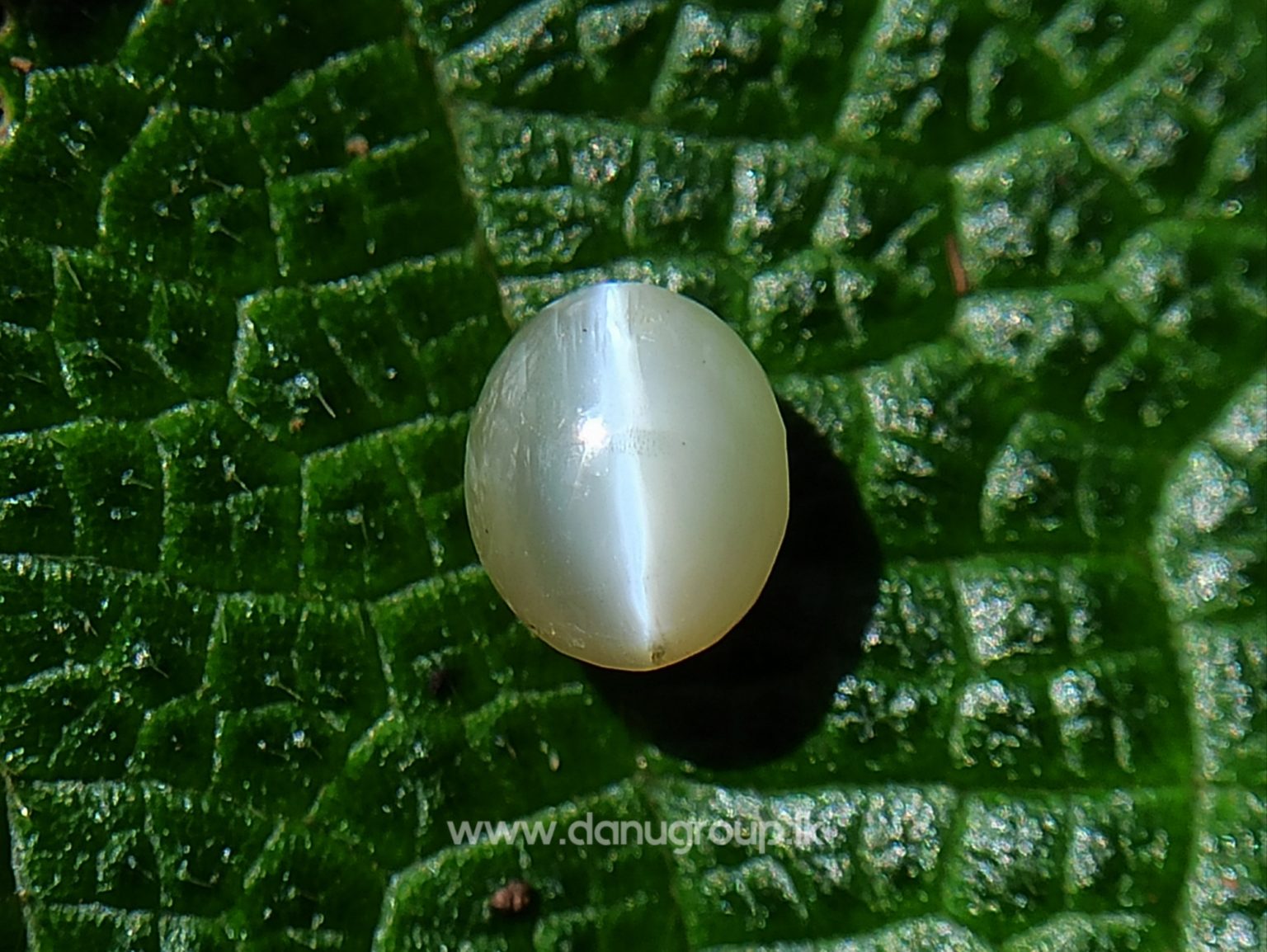 Ceylon Natural chrysoberyl cats eye from danu group light Greenish Yellow cats eye danugroup.lk