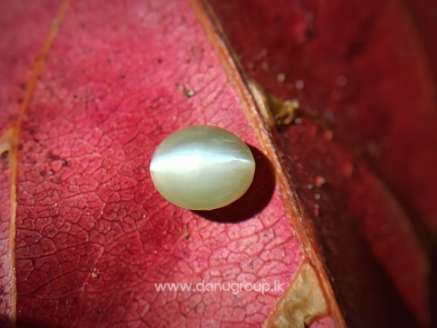 Ceylon Natural chrysoberyl cats eye from danu group light Greenish Yellow cats eye danugroup.lk