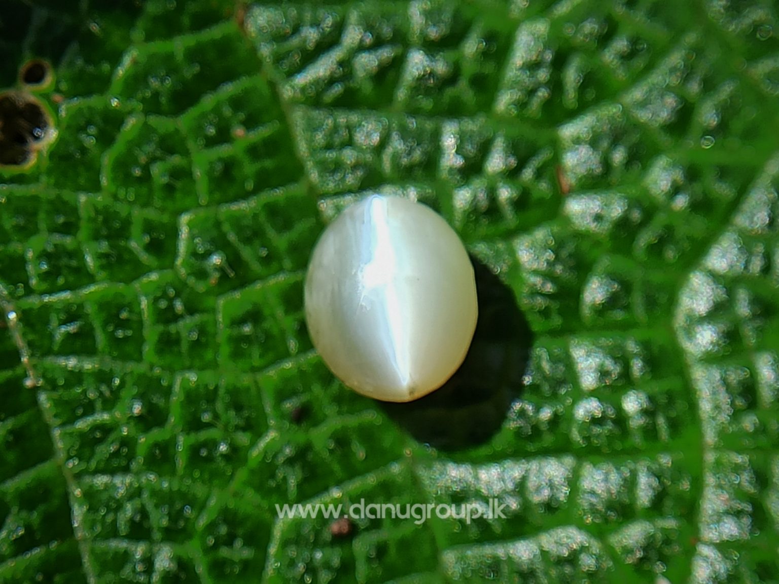 Ceylon Natural chrysoberyl cats eye from danu group light Greenish Yellow cats eye danugroup.lk