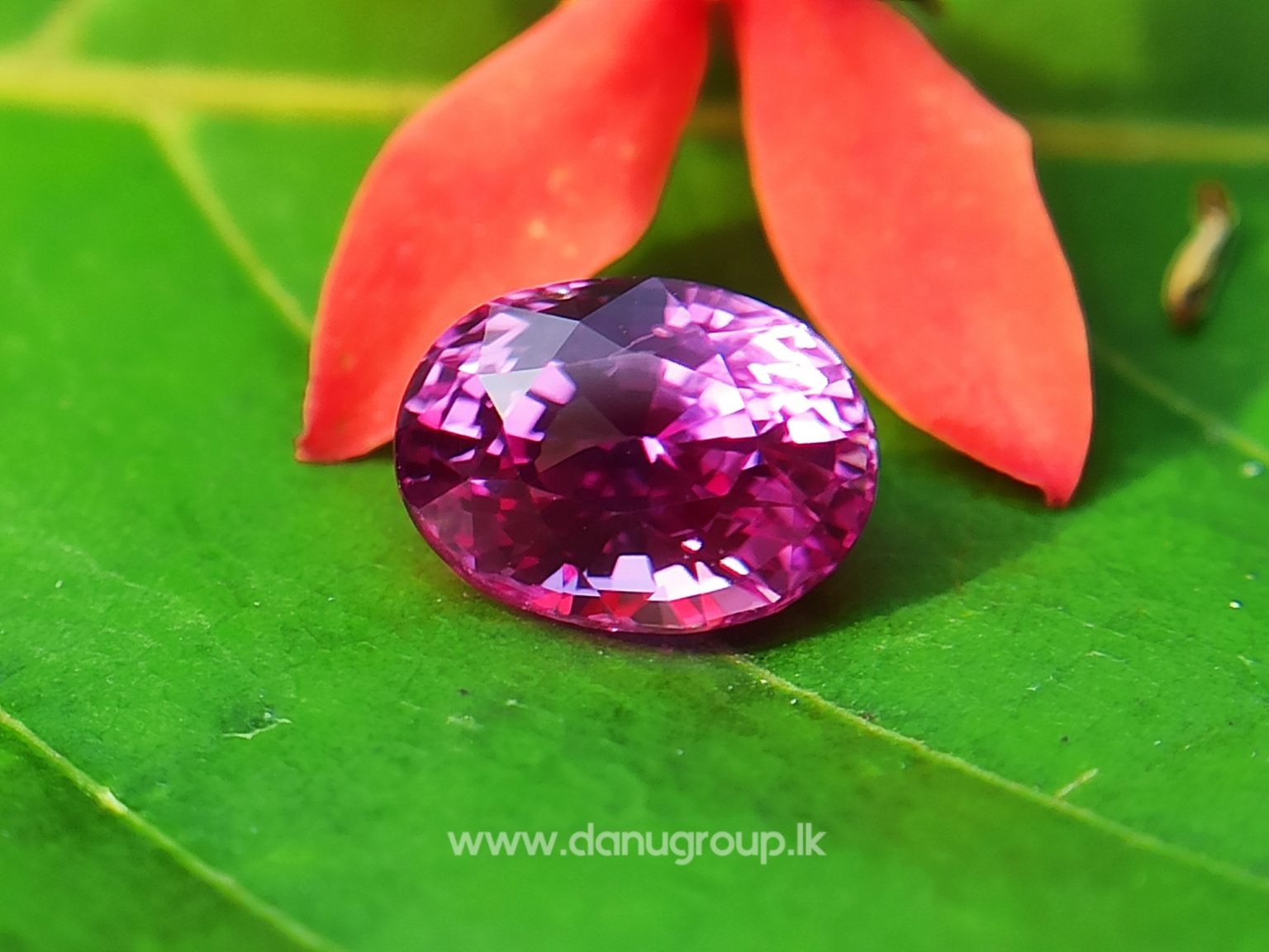 Remarkable Pink Colour In Ceylon Sapphire - Vivid Pink sapphire from Danu Group high quality ceylon sapphire - danugroup.lk