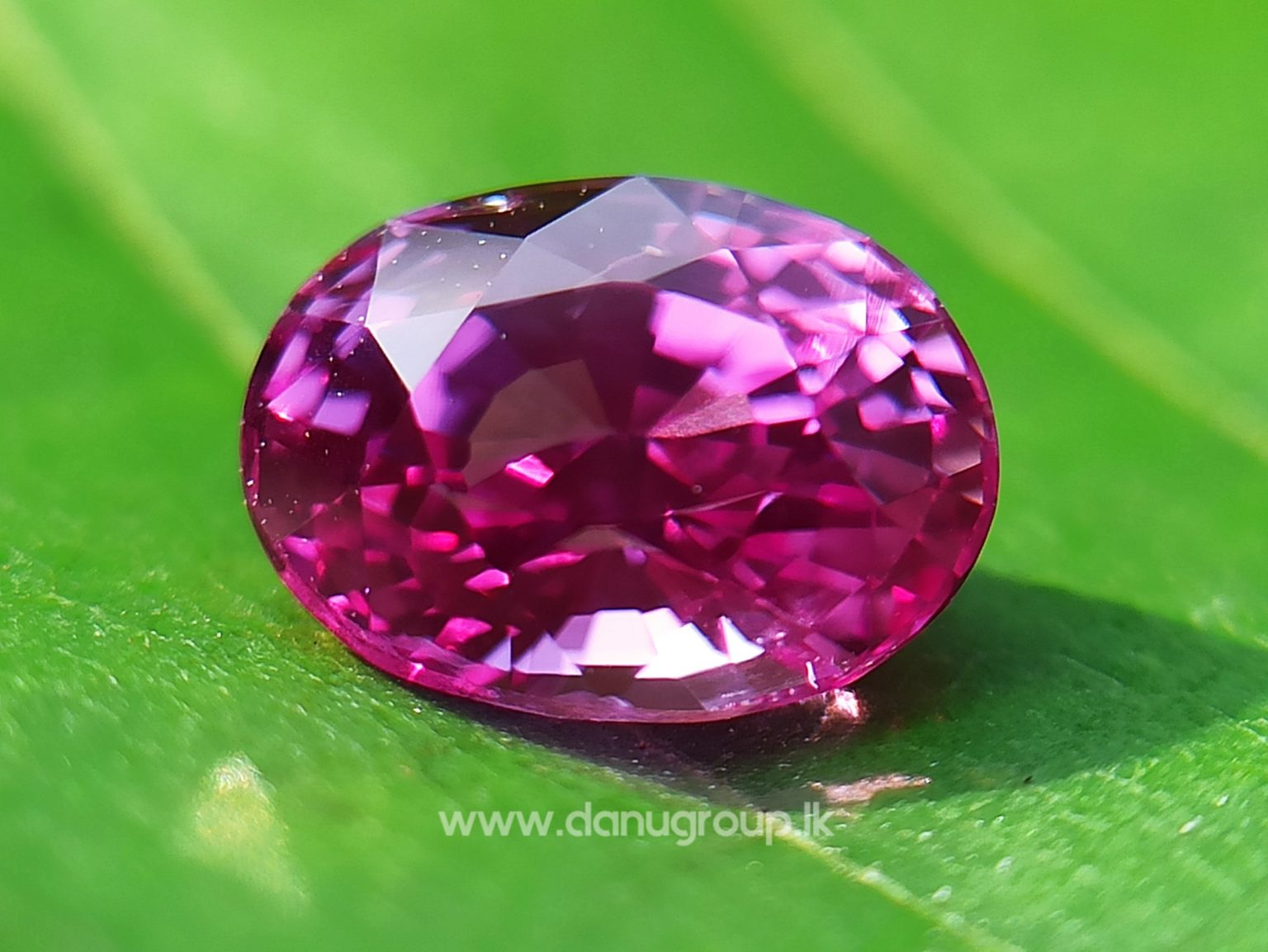 Remarkable Pink Colour In Ceylon Sapphire - Vivid Pink sapphire from Danu Group high quality ceylon sapphire - danugroup.lk