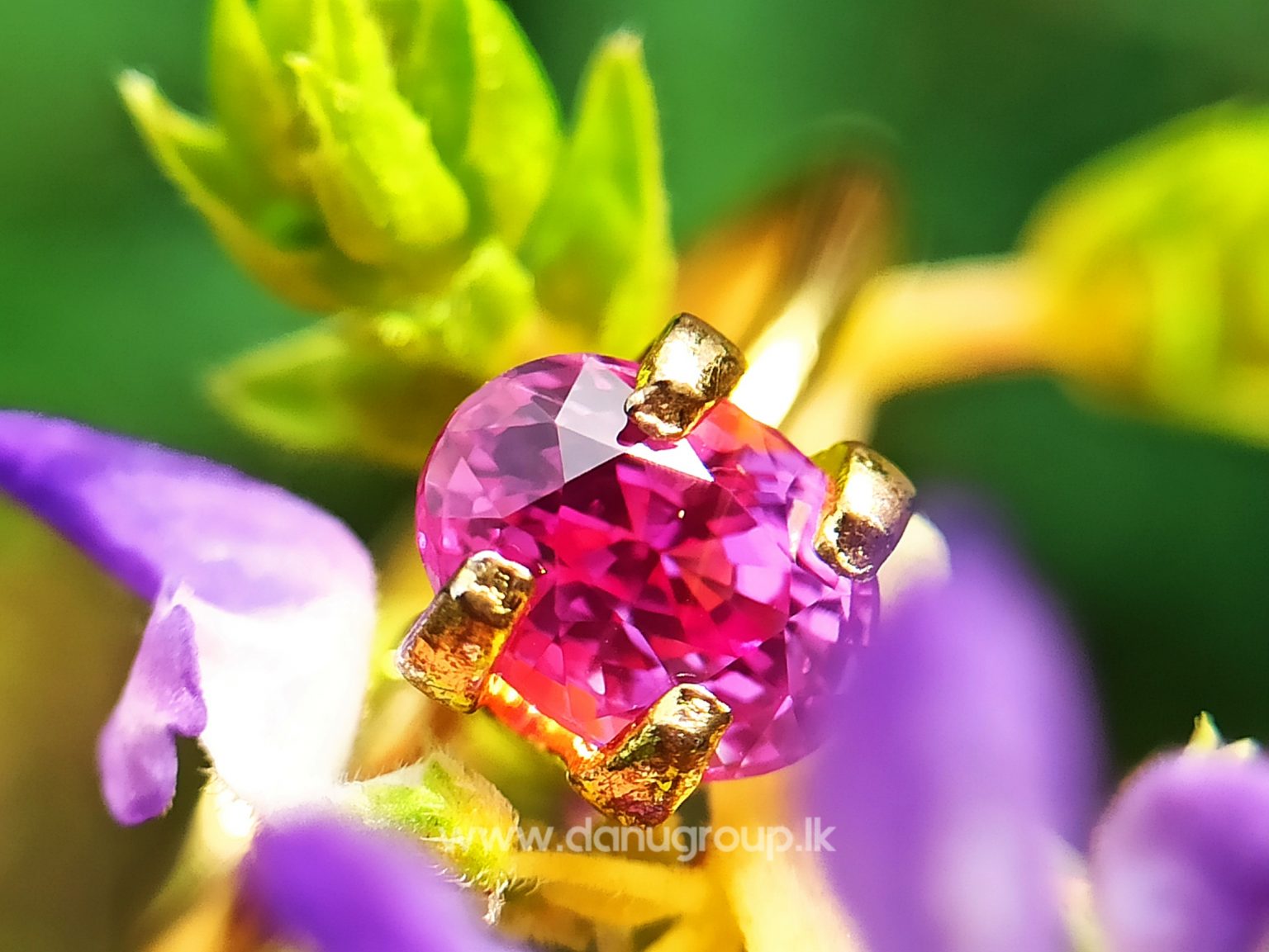 Remarkable Pink Colour In Ceylon Sapphire - Vivid Pink sapphire from Danu Group high quality ceylon sapphire - danugroup.lk