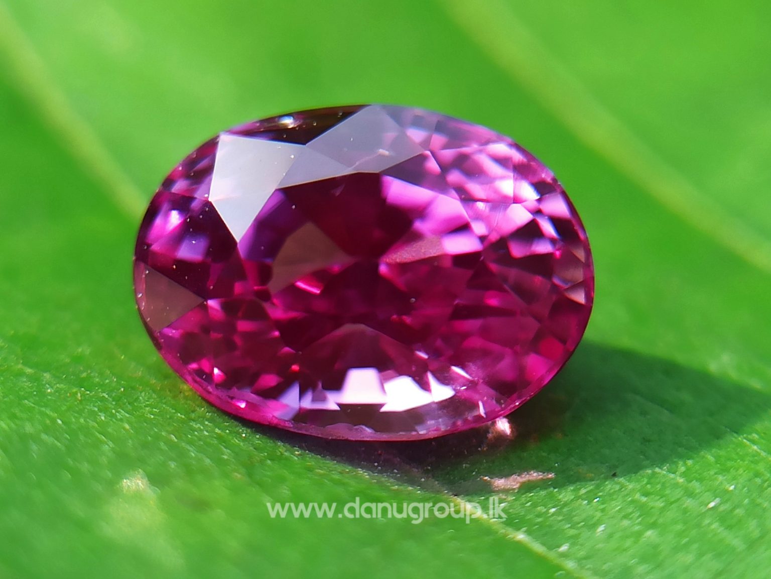 Remarkable Pink Colour In Ceylon Sapphire - Vivid Pink sapphire from Danu Group high quality ceylon sapphire - danugroup.lk