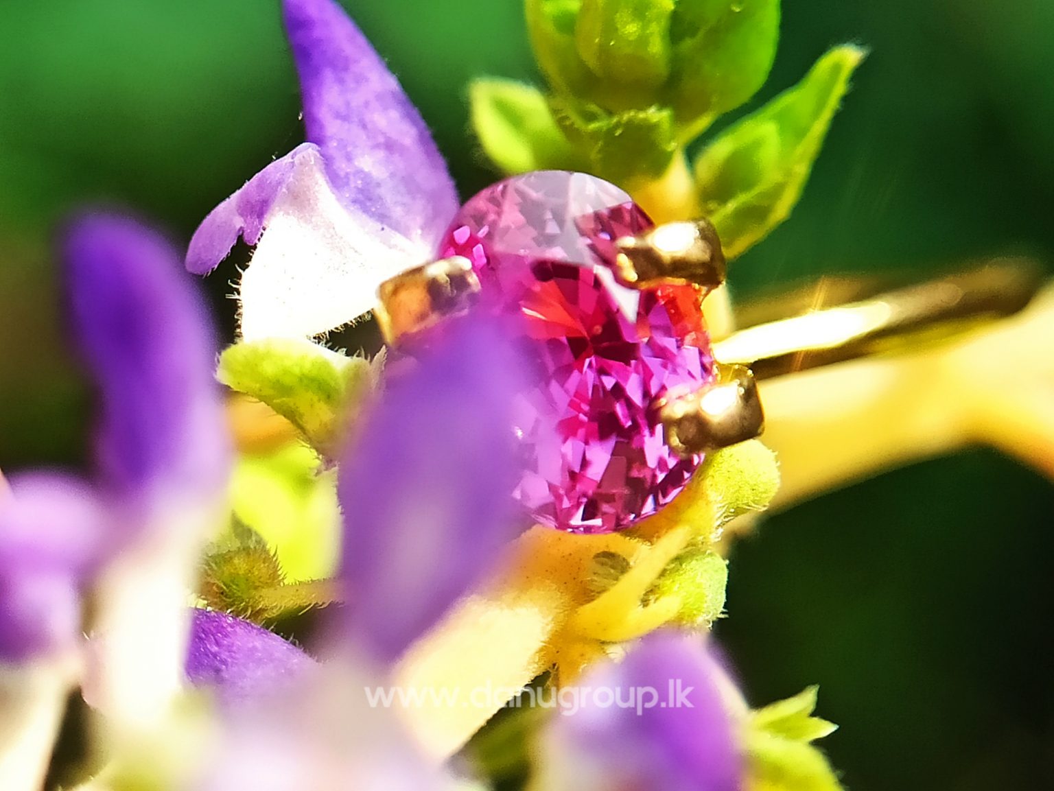 Remarkable Pink Colour In Ceylon Sapphire - Vivid Pink sapphire from Danu Group high quality ceylon sapphire - danugroup.lk