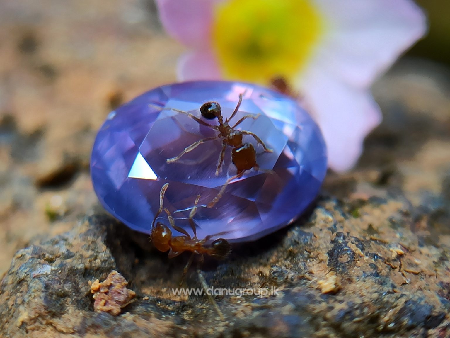 Natural Purple Sapphire Oval Shape stone from Danu Group