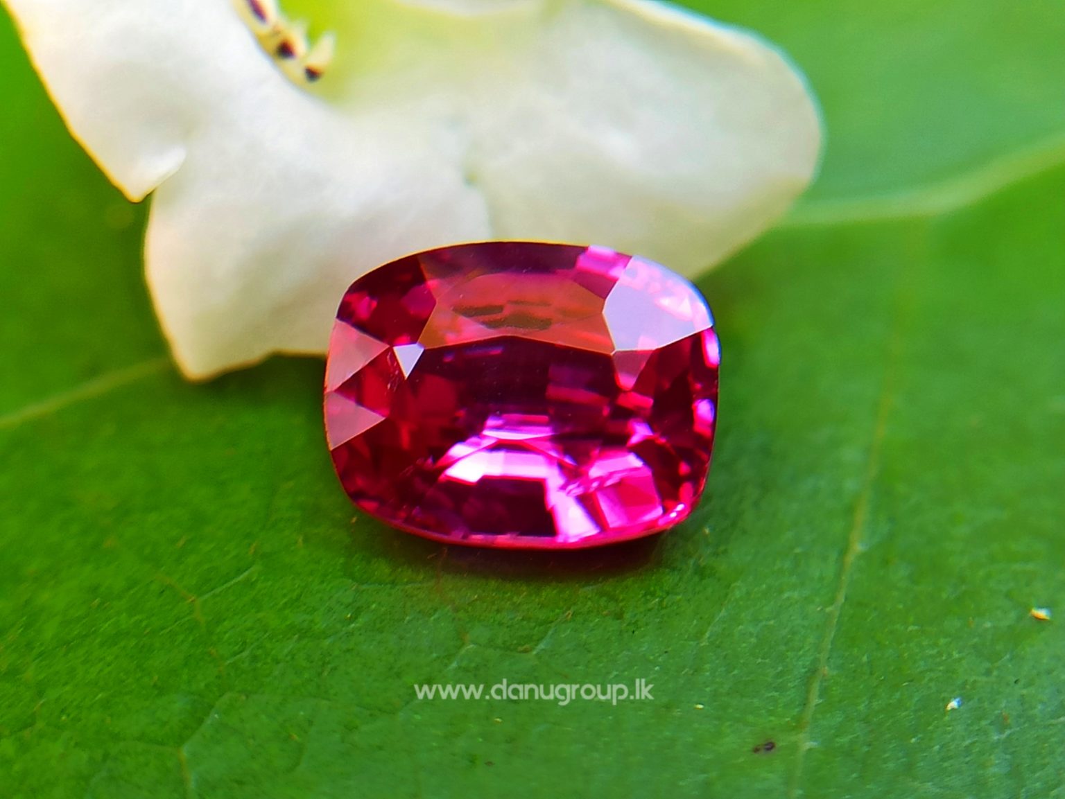 Ceylon Ruby Danu Group Gemstones Cushion shape ruby