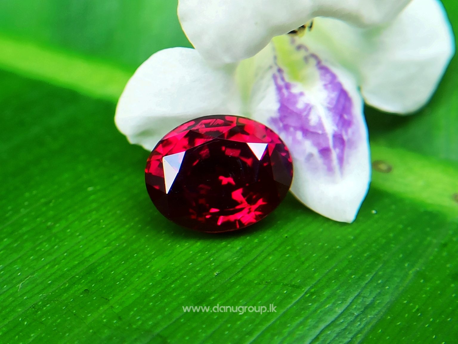 1_Ceylon ruby Royal red ruby from Endana village mining Sri Lanka - Danu Group Gemstones Collections